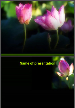 嬌艷荷花PPT模板下載