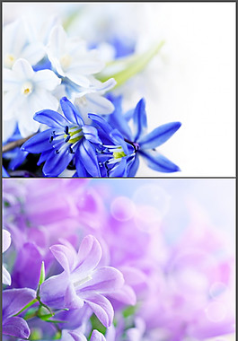 清新花朵背景PPT模板
