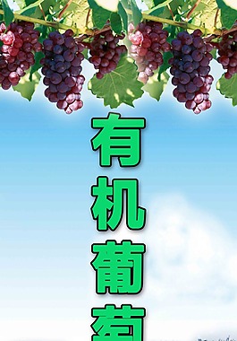 有機葡萄采摘