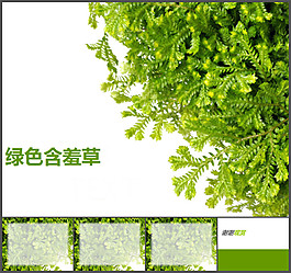含羞草背景ppt模板