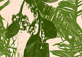 Photoshop CS5绿色植物叶子笔刷下载