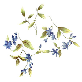 藍(lán)色小花
