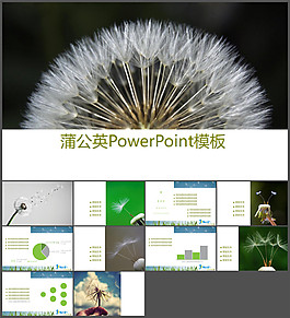 蒲公英