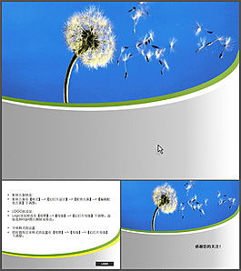 蒲公英(1)