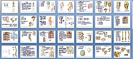 系统解剖学课件关节学