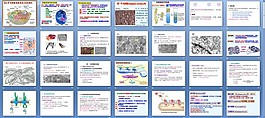 細胞的內膜系統與囊泡轉運課件