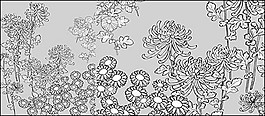 野生菊花線條畫