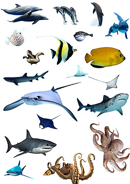 海洋生物png素材集合