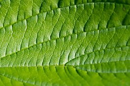 绿色植物叶子细节纹理图
