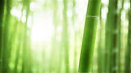 绿色竹林ppt背景图片