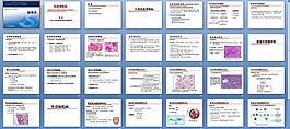 病理學-免疫性疾病課件