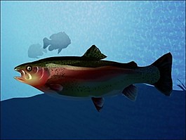鱒魚