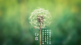 白露節(jié)氣海報(bào)