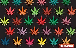 五颜六色的树叶