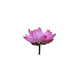 草本花卉_荷花