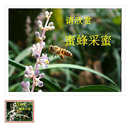 第14課 《蜜蜂》
