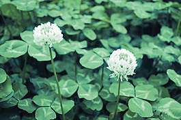三葉草