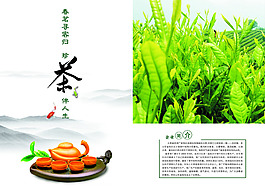 茶葉宣傳單psd下載