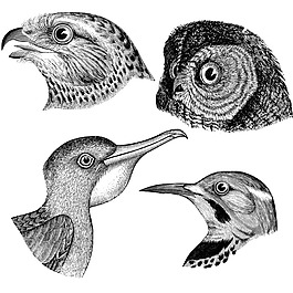 素描四種不同類型的鳥頭老鷹貓頭鷹