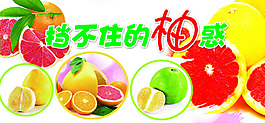 柚子節