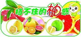 柚子节