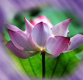 插花画册素材