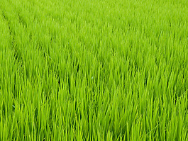 草