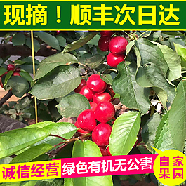 櫻桃主圖 直通車圖  綠色食品 農產品