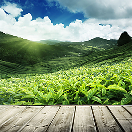 茶園淘寶主圖模板