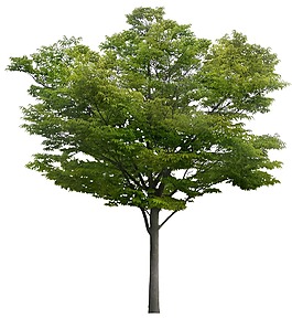 光叶榉树