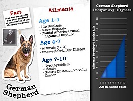 infographic-large-dog-diseases