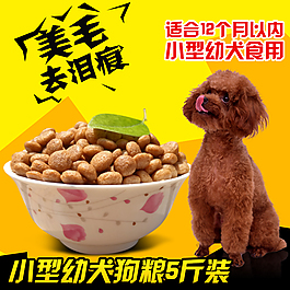 小型幼犬主圖