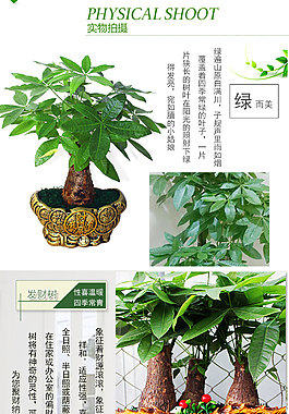 绿植发财树