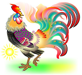 太陽和華麗花紋公雞圖片