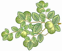 山茶果 植物素描高清