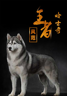 狗狗寵物海報