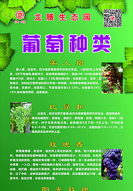 葡萄種類