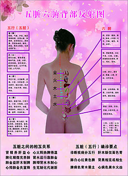 五臟六腑背部反射圖
