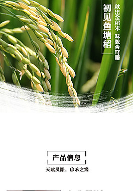 魚塘共生稻米