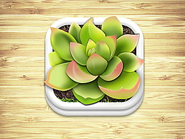 多肉植物