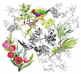 小鳥(niǎo)水彩花朵圖片
