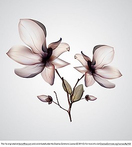 花朵矢量素材