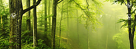 清新綠色樹林淘寶背景
