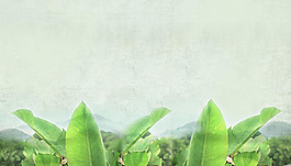 清新植物淘寶背景