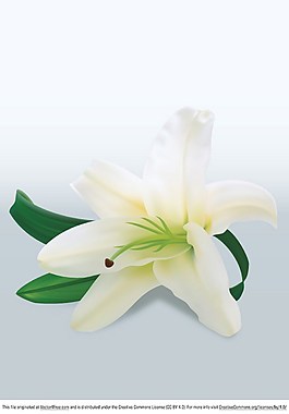 花背景素材