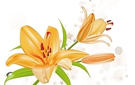 莉莉矢量插畫