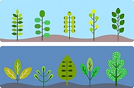 植物矢量圖