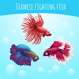 金魚圖片