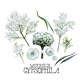 蒲公英植物