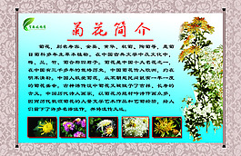 菊花簡介